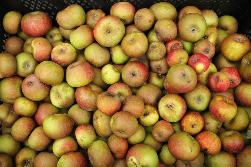 Zoete appel NVBT